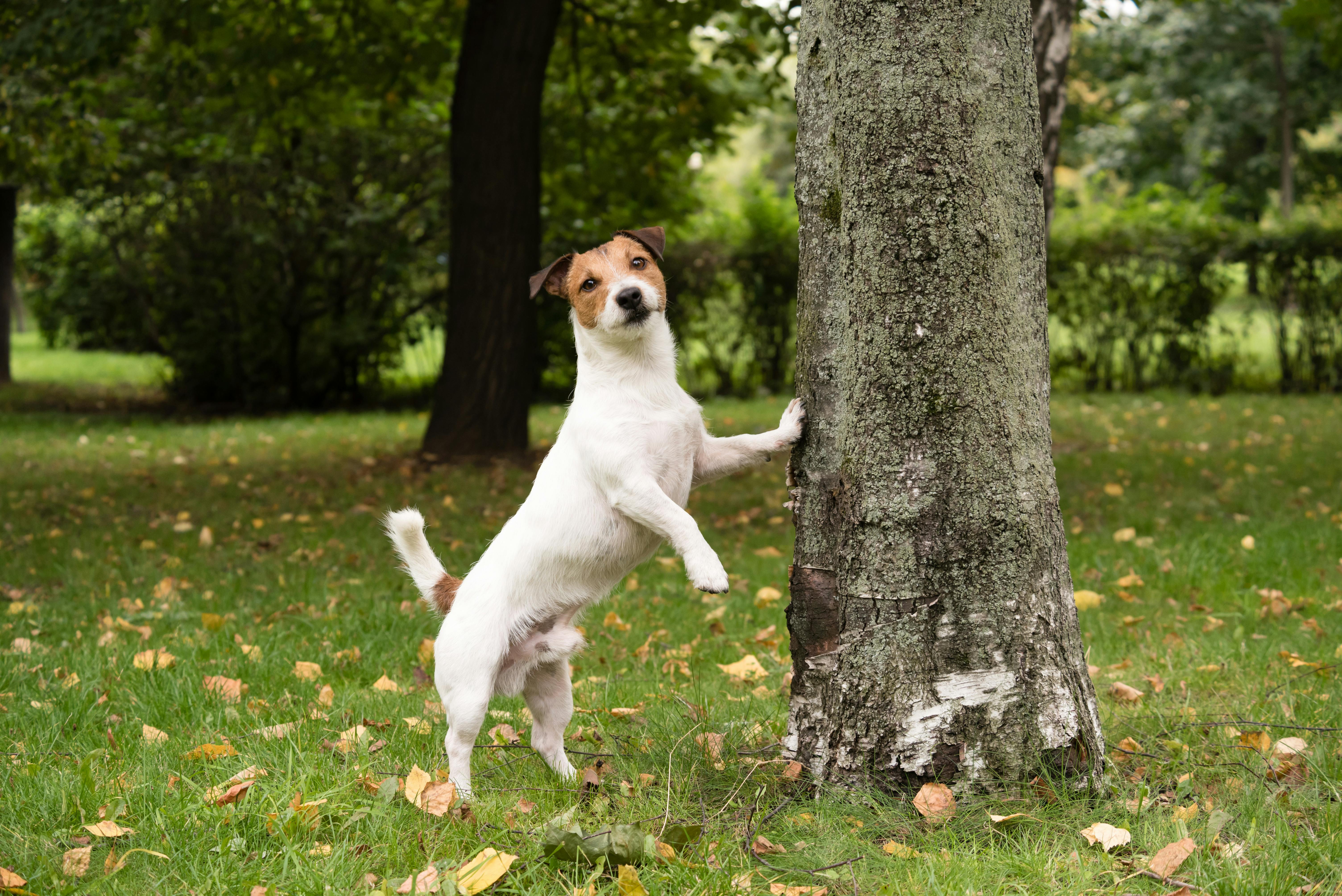 Jack Russell Terrier looking up a tree.