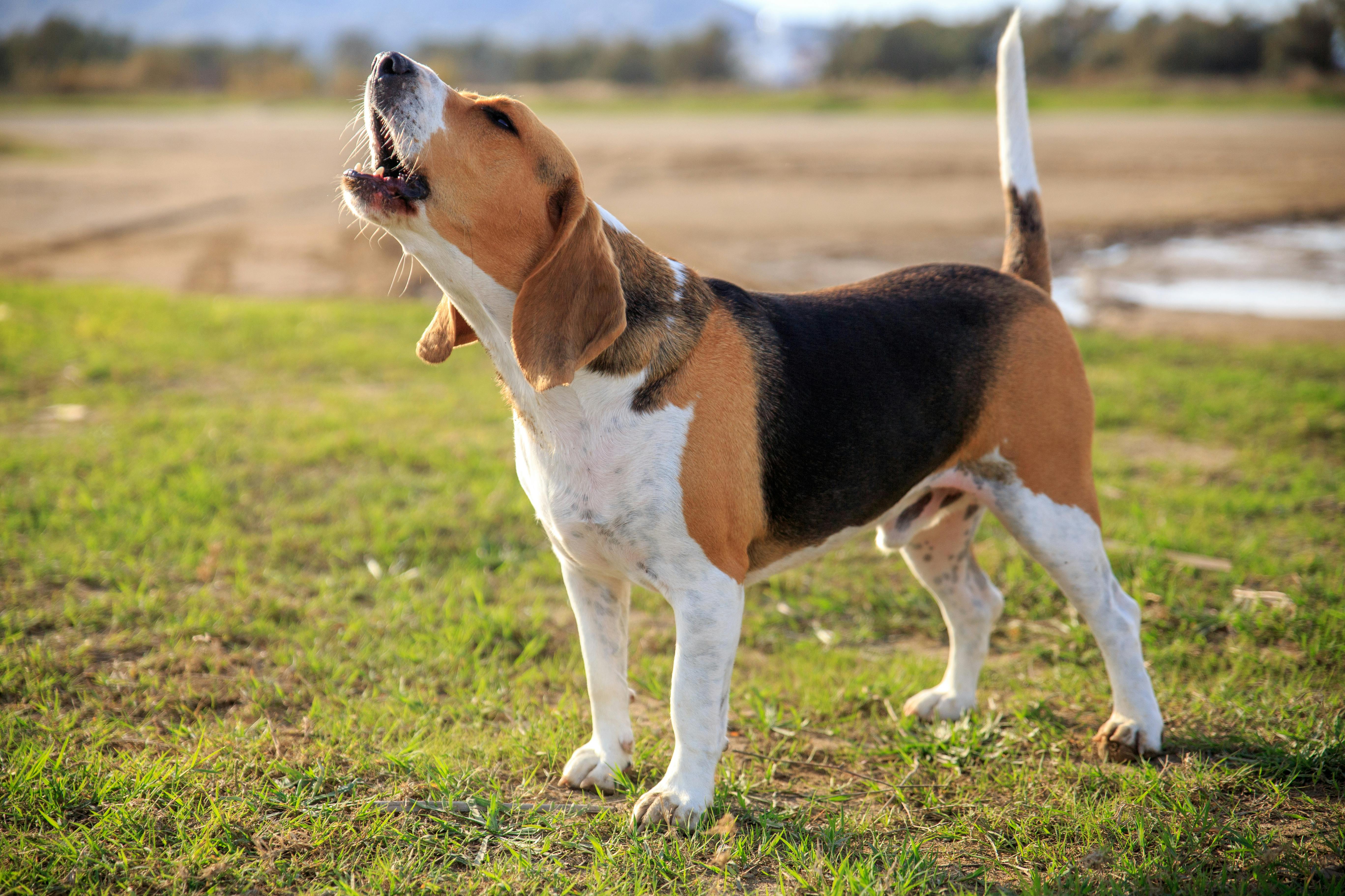 Beagle standing outside baying.