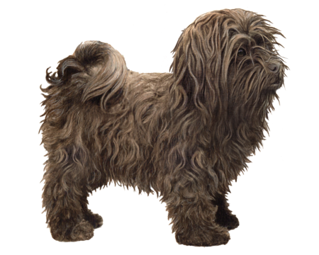 Russian Tsvetnaya Bolonka Dog (small brown dog with long hair)