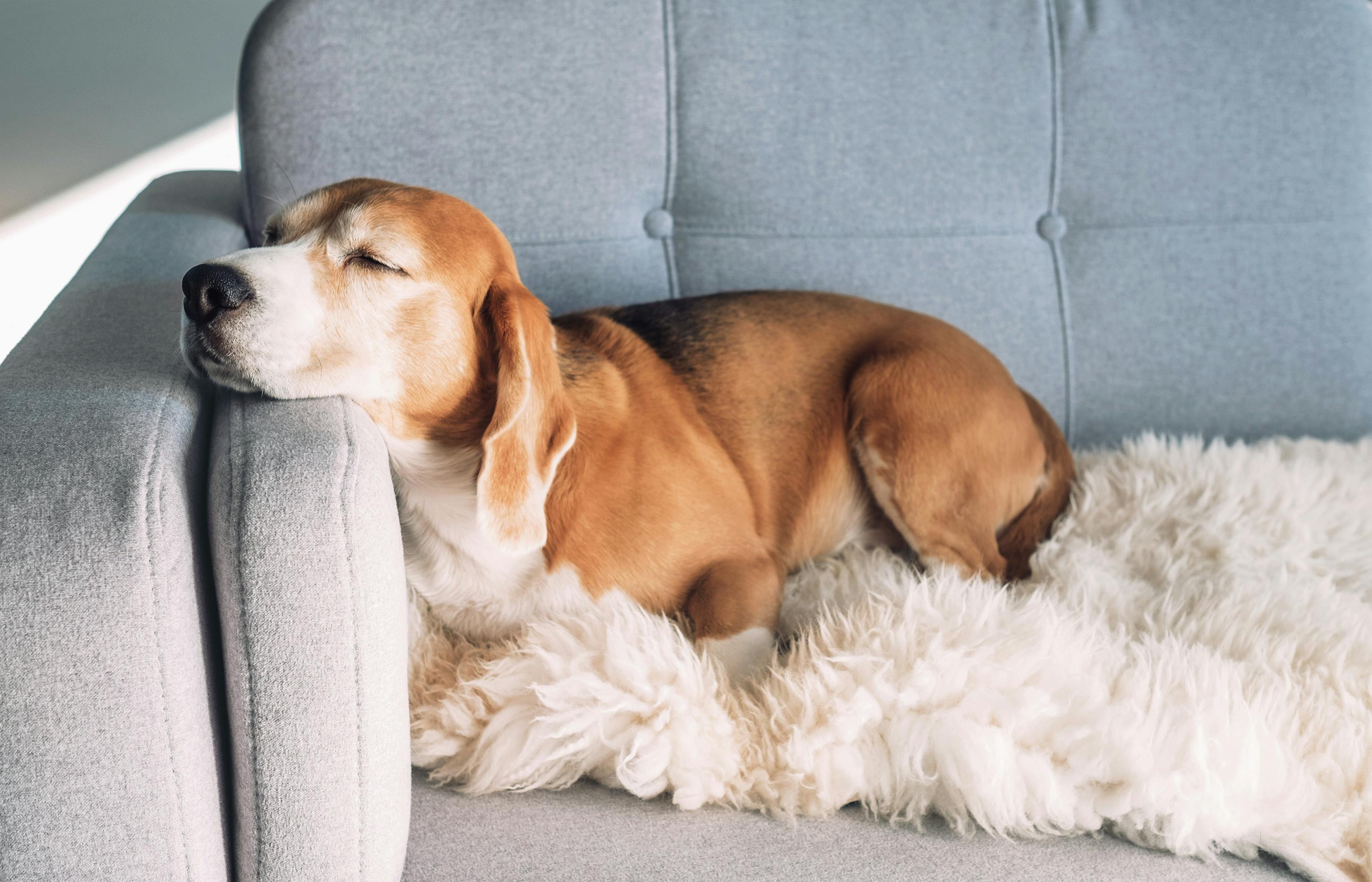 Beagle sleeping on a chair.