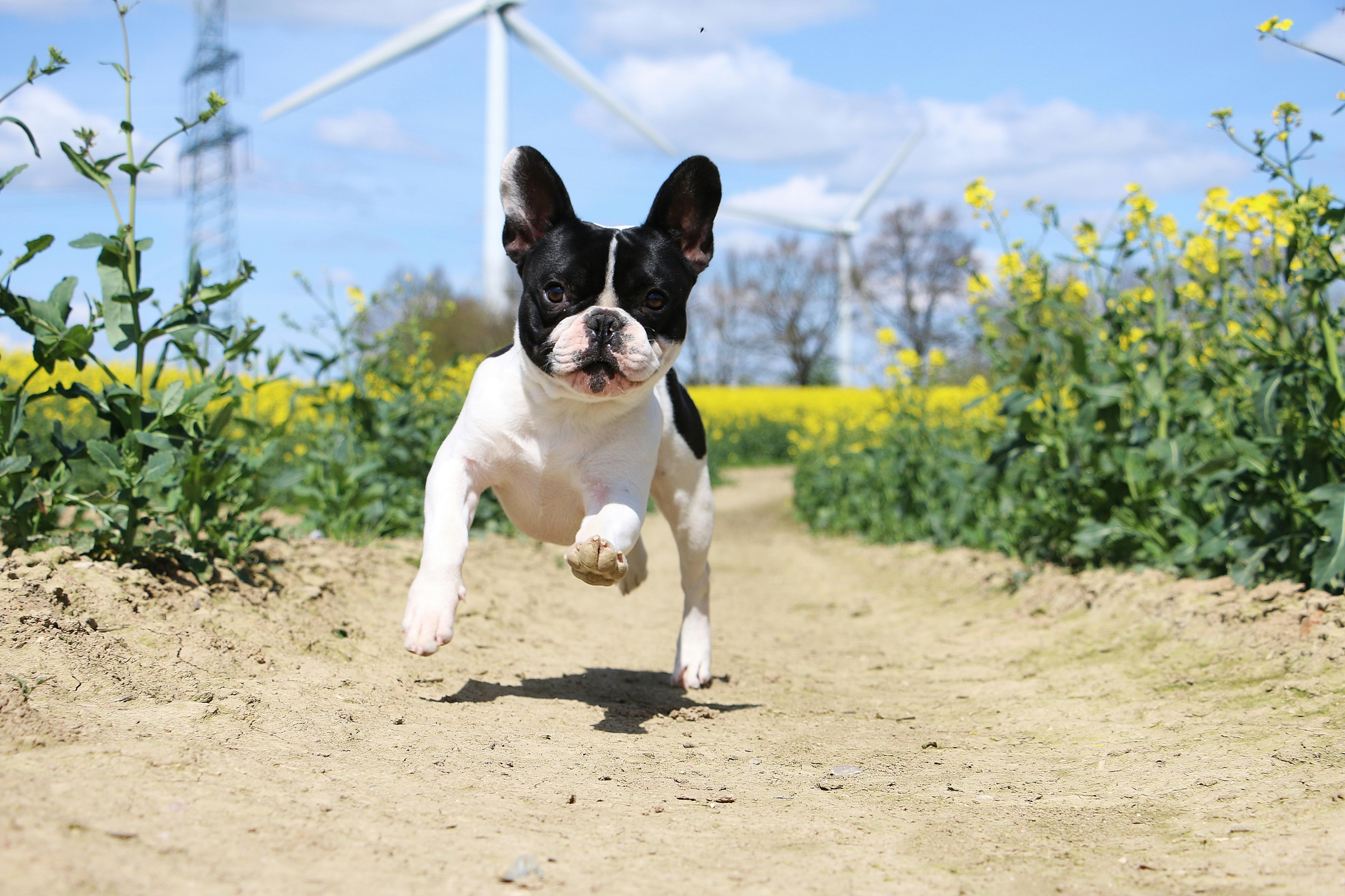 French Bull dog running towards camera