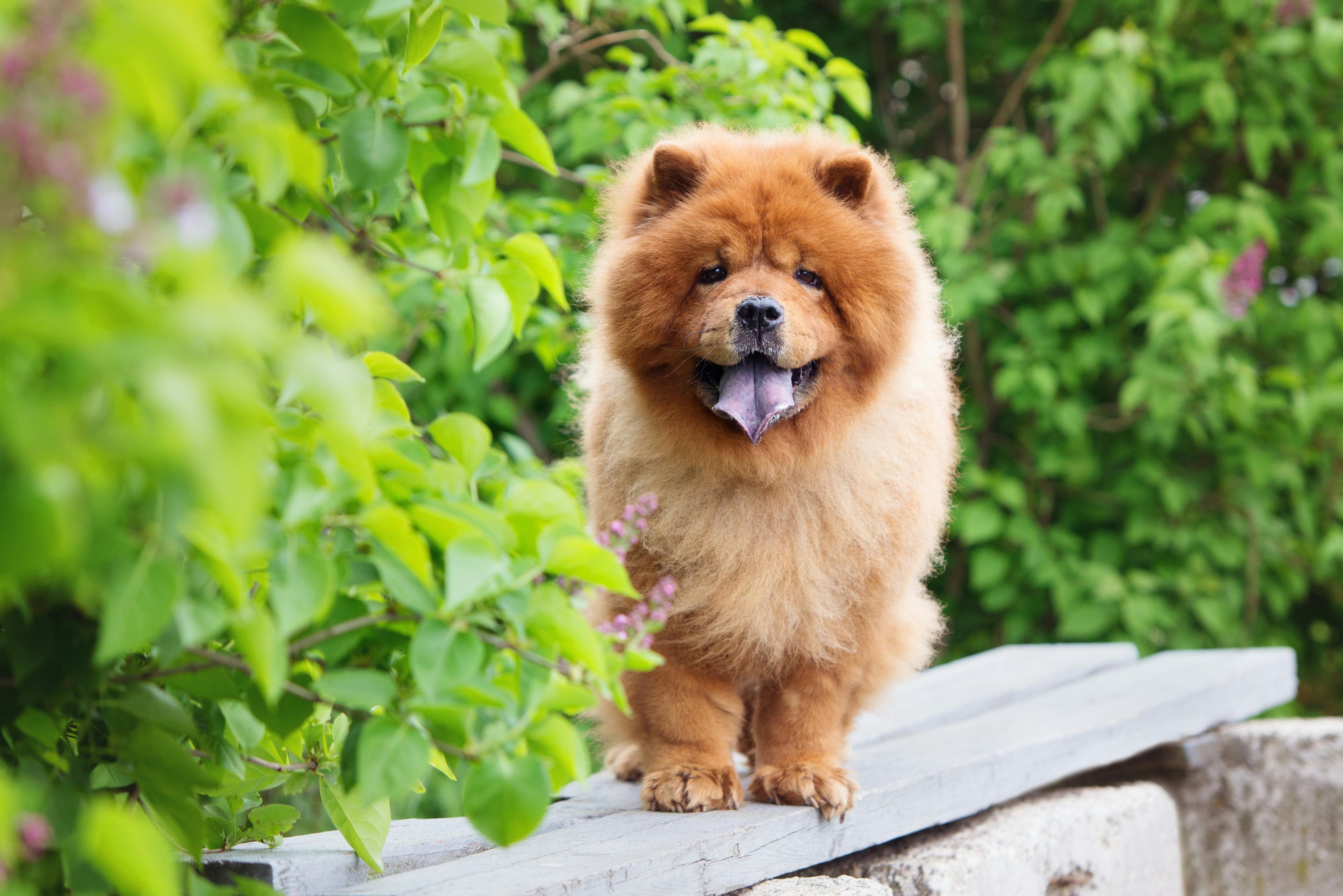 Chow Chow outside standing on a bench.