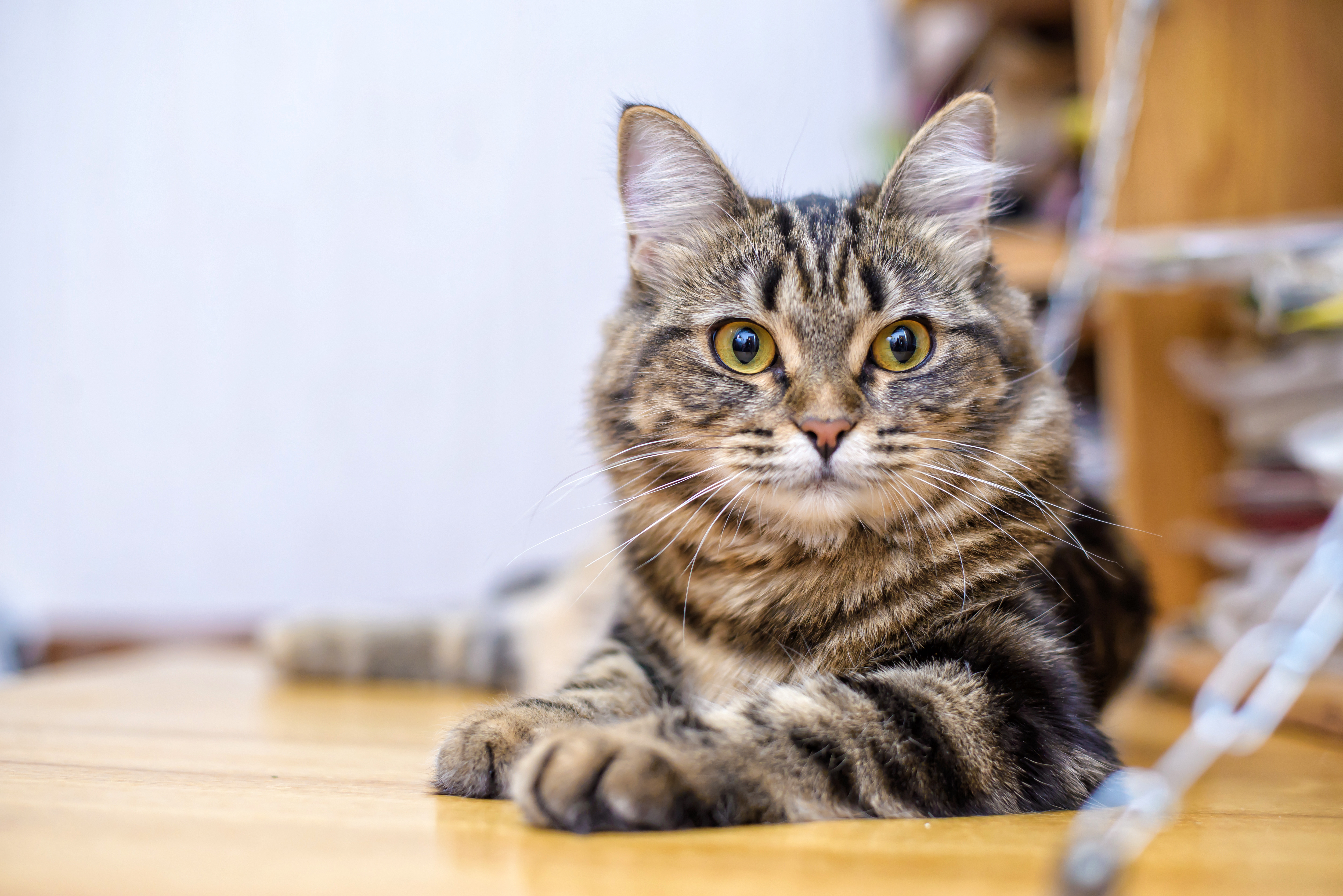 What Cat Breeds Does Wisdom Panel Test For: Complete Breed Guide