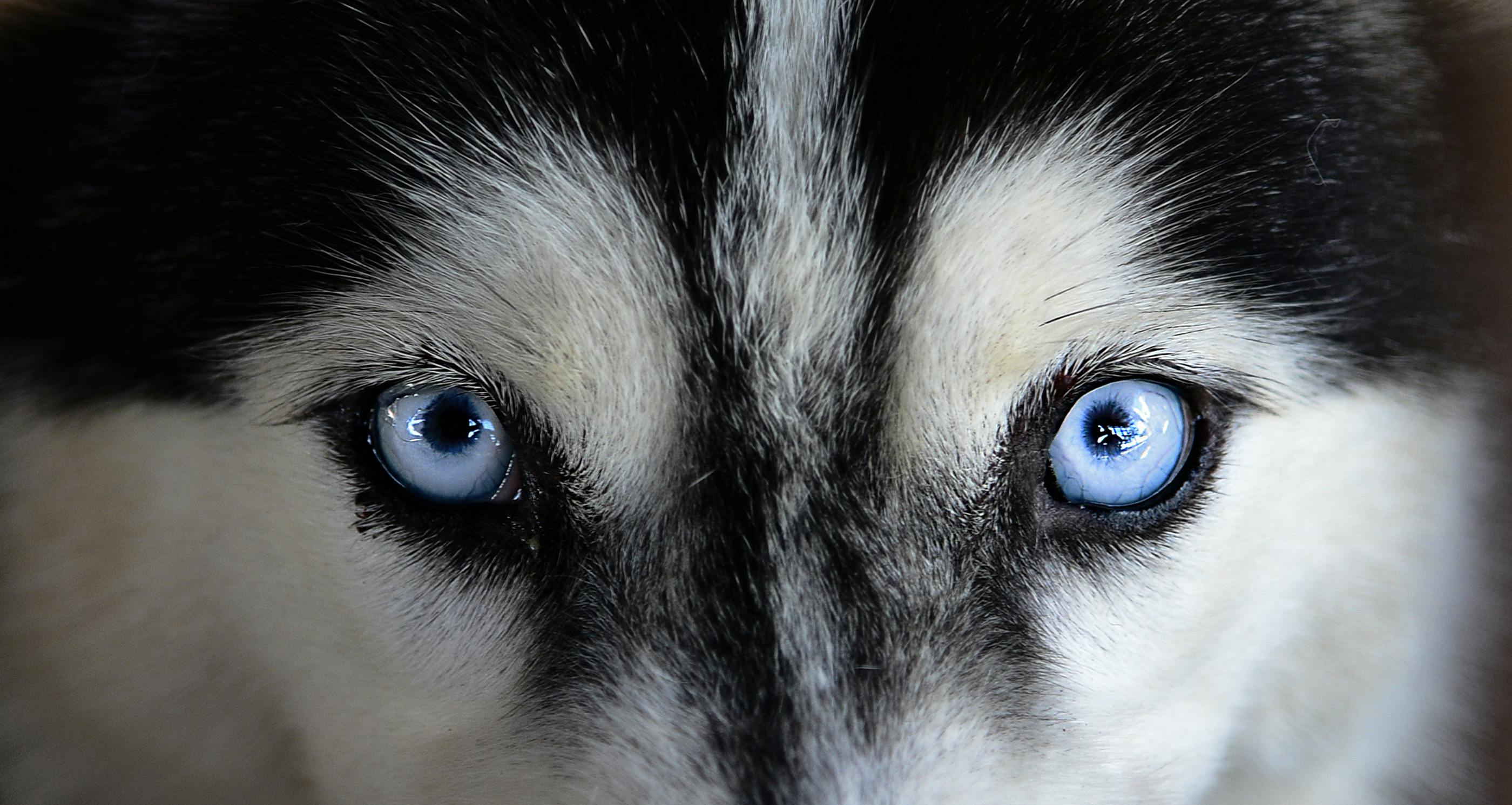 Close up of Husky with blue eyes.