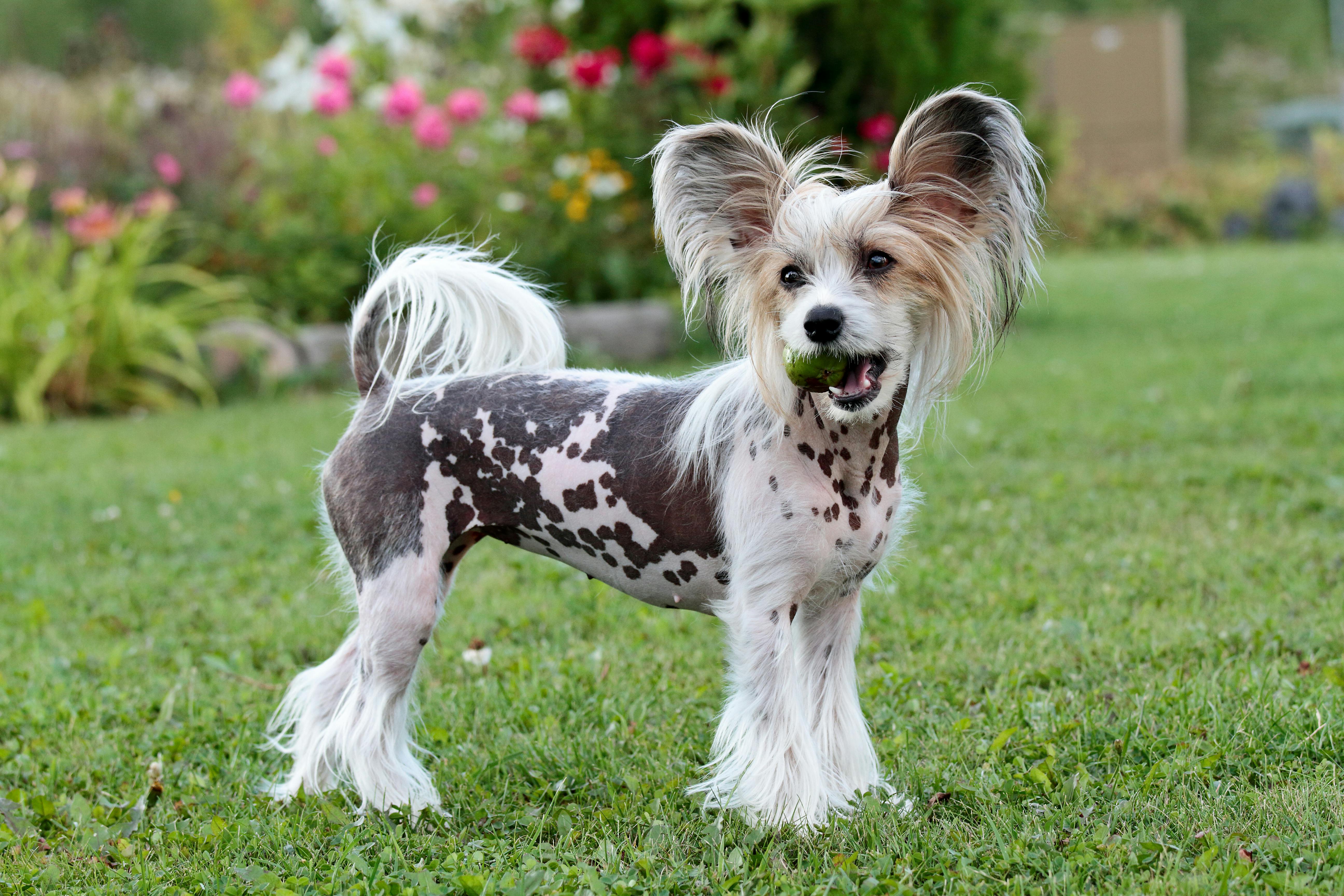 Chinese Crested standing outside in the grass.