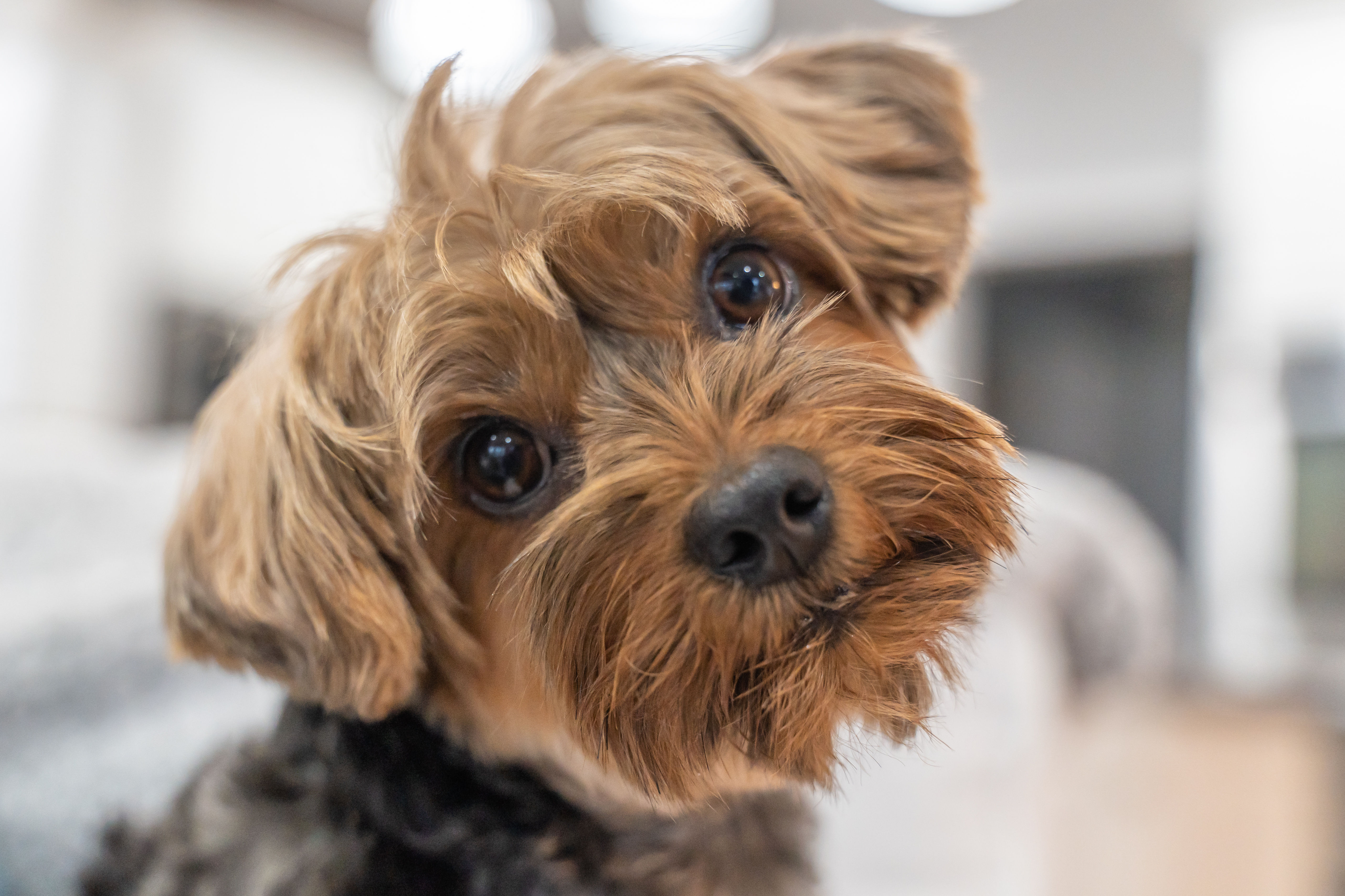 Why is my dog shaking? Understanding causes and solutions