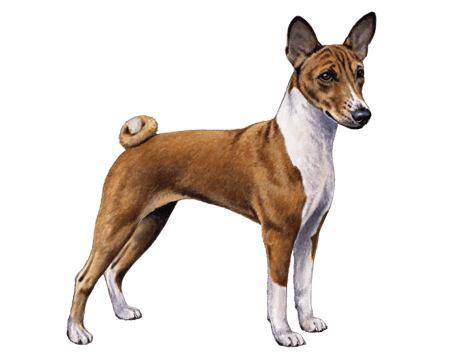 Illustration of a Basenji--a small brown and white dog with a curly tail.