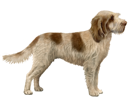 Spinone Italiano Dog - White, scruffy dog with brown markings