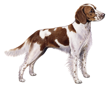 Illustration of a Brittany = a medium sized brown and white dog