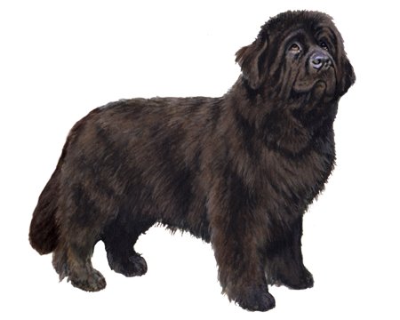 Newfoundland Dog - Large, dark brown dog