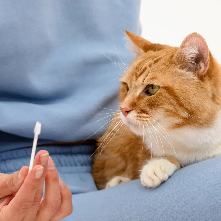 How to DNA test your dog or cat | The Wisdom Panel™ process