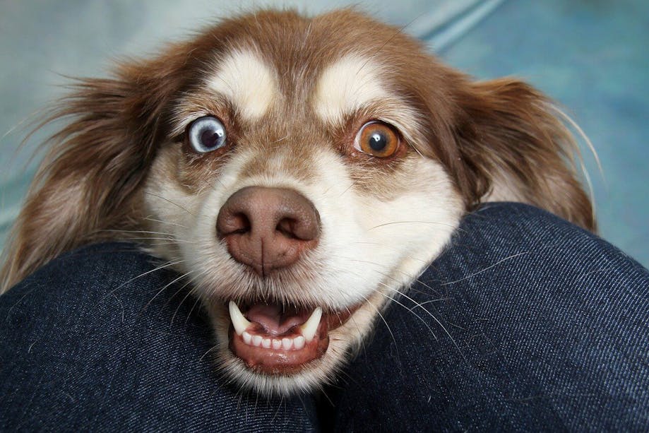 Smiling heterochromia dog