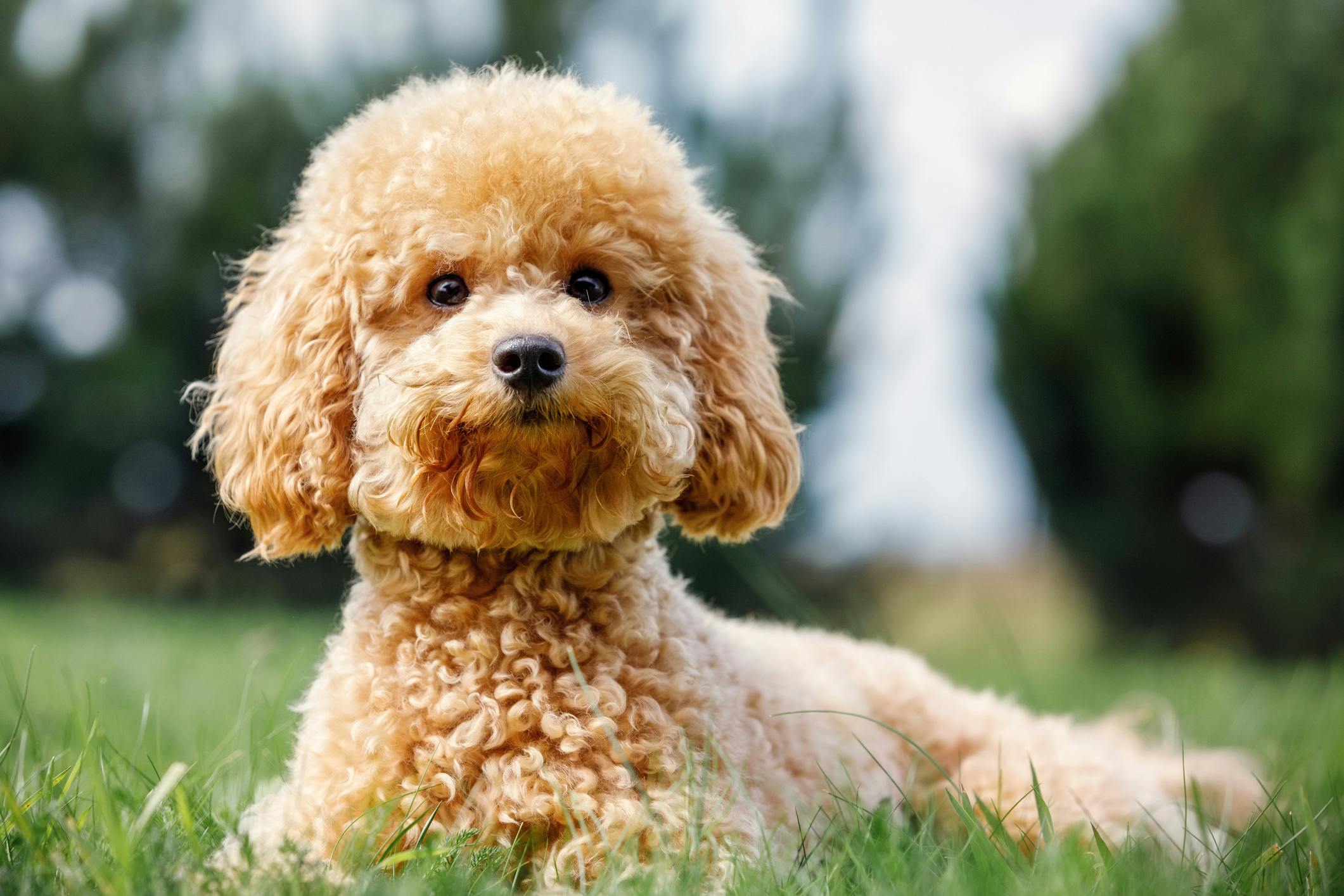 Light brown Poodle lying in the grass.