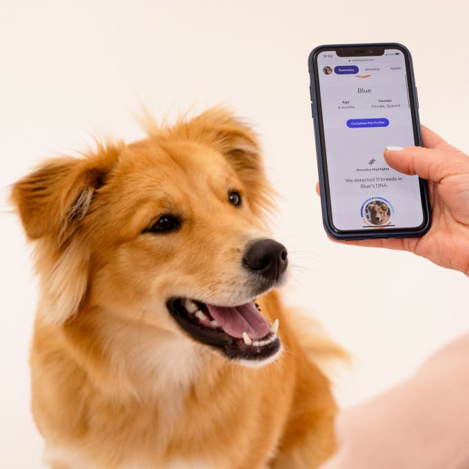 A mobile phone showing testing result in front of a puppy
