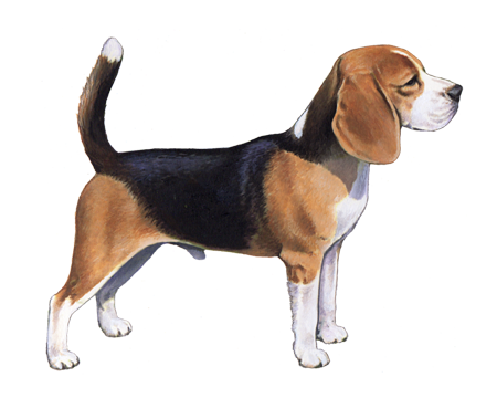 Beagle dog breed