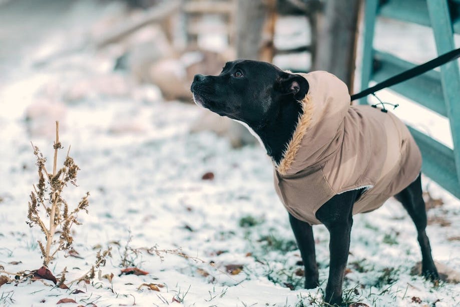 Black dog going for a walk in the snow in winter coat