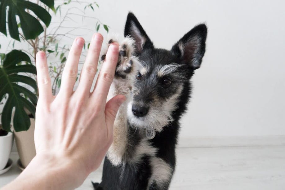 Person giving their dog a high five