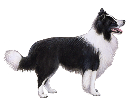 Border Collie Graphic