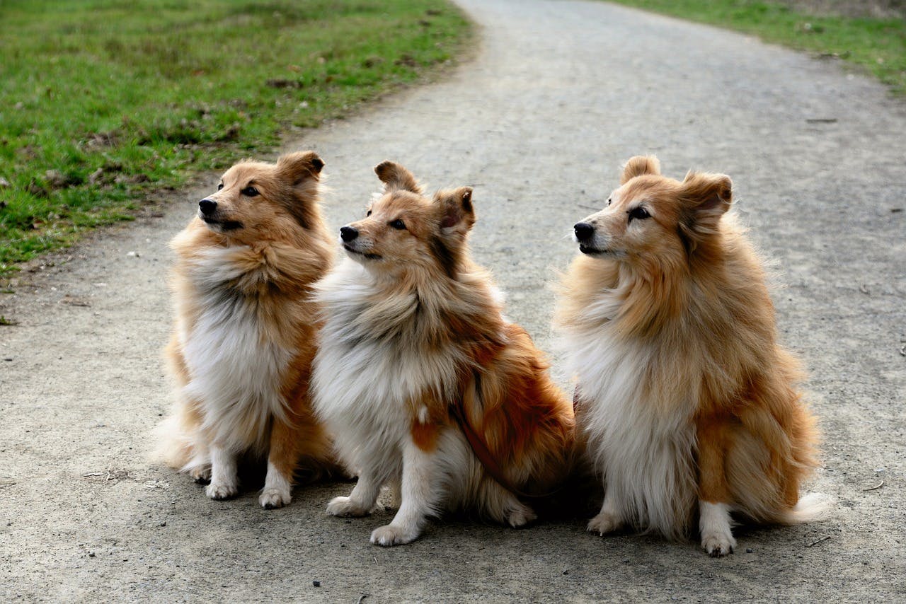 Three Shelties sitting outside looking off to the side.