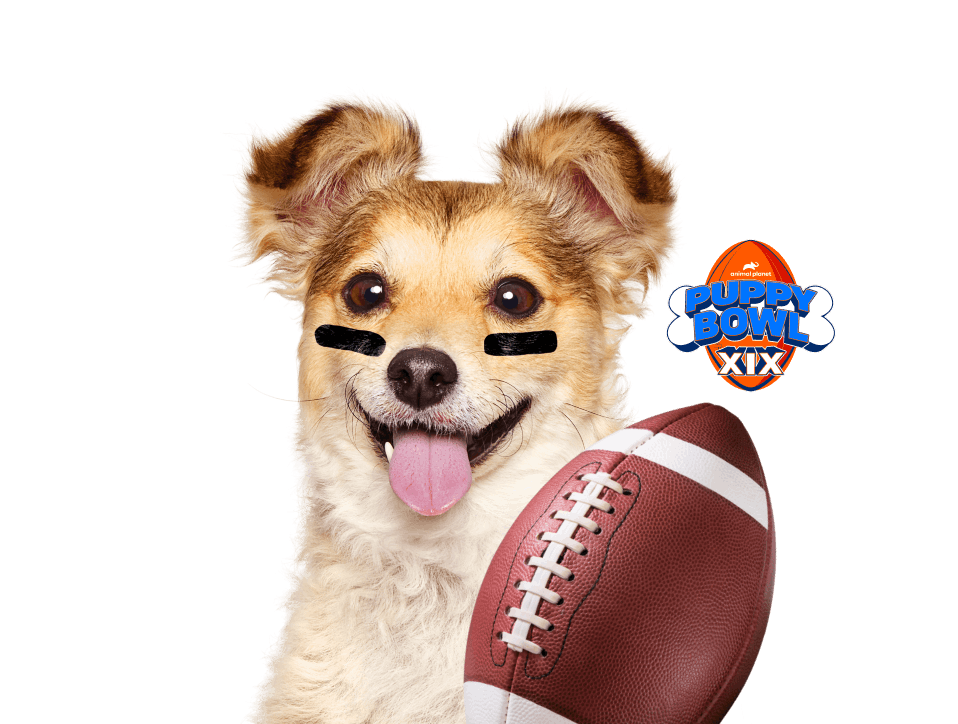 Dog with football