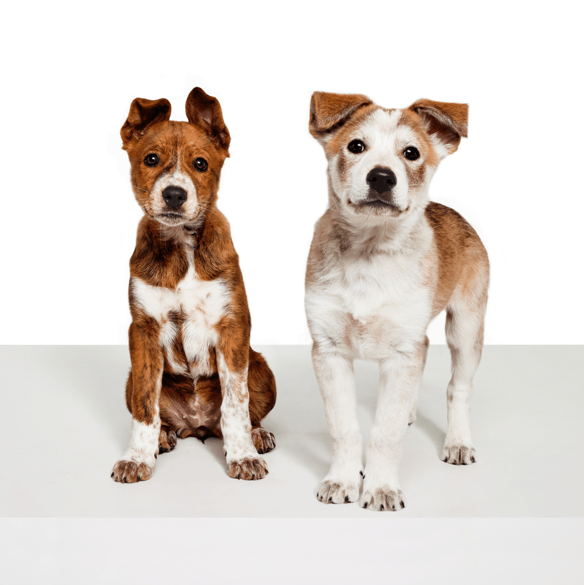 two adorable mixed breed puppies look to camera