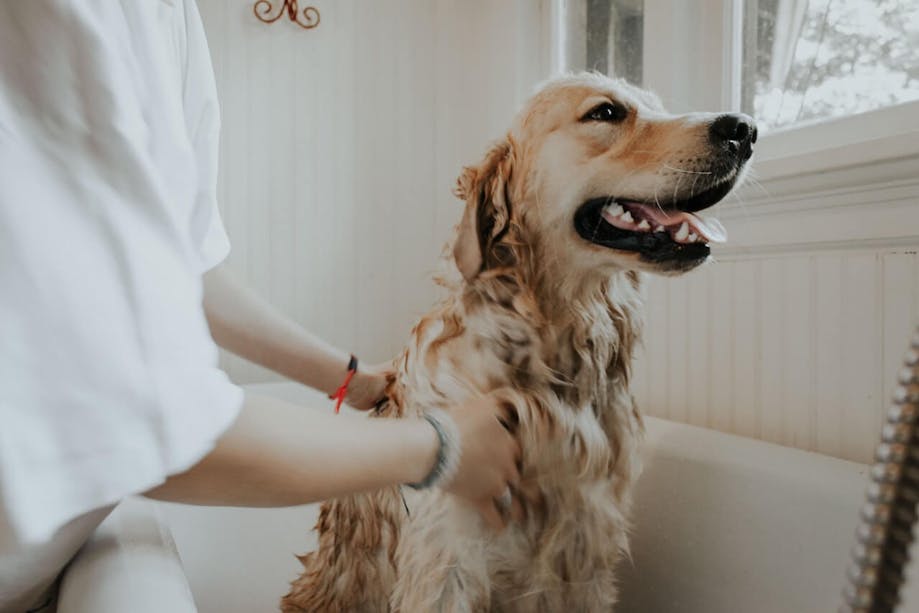 Woman giving her dog a bath