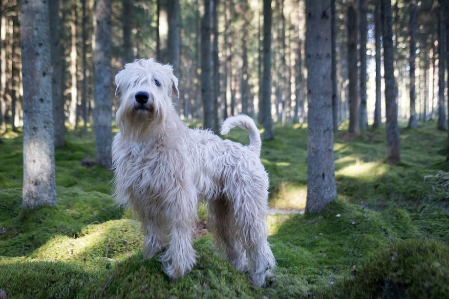 Medium-sized hypoallergenic dog breeds