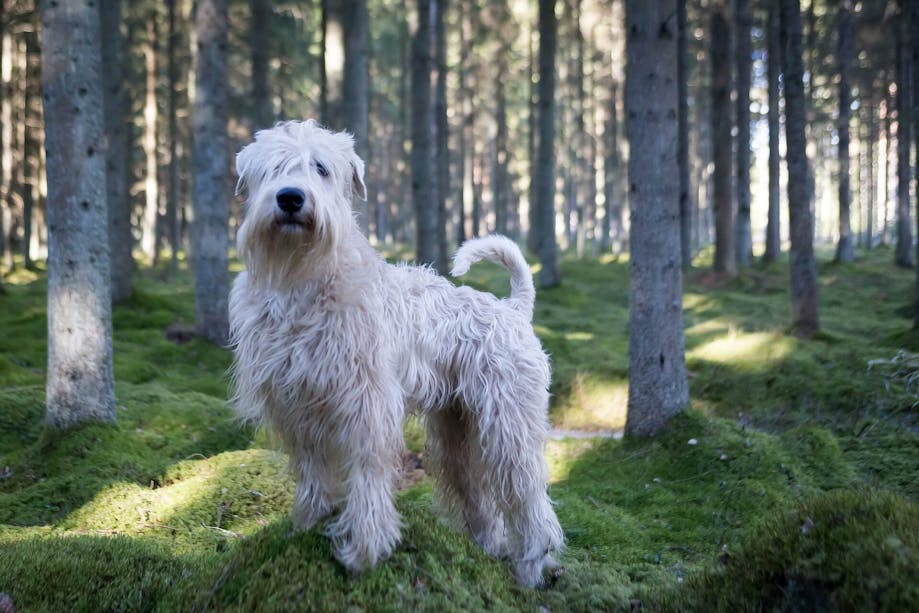 Soft Coated Wheaten Terrier standing in the forest