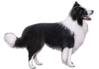 Profile portrait of a dog