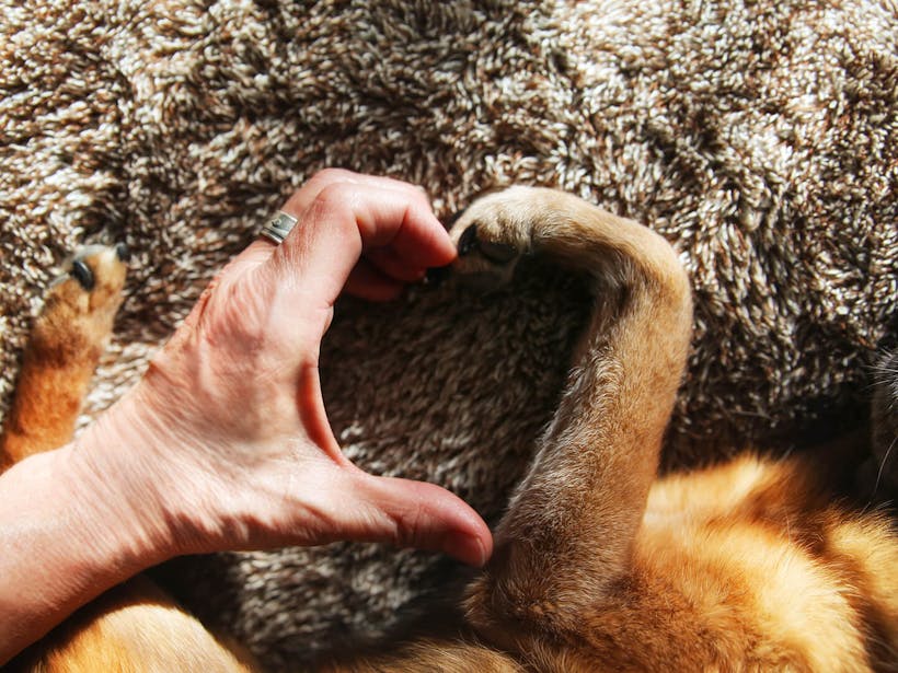 Dog and owner making heart sign