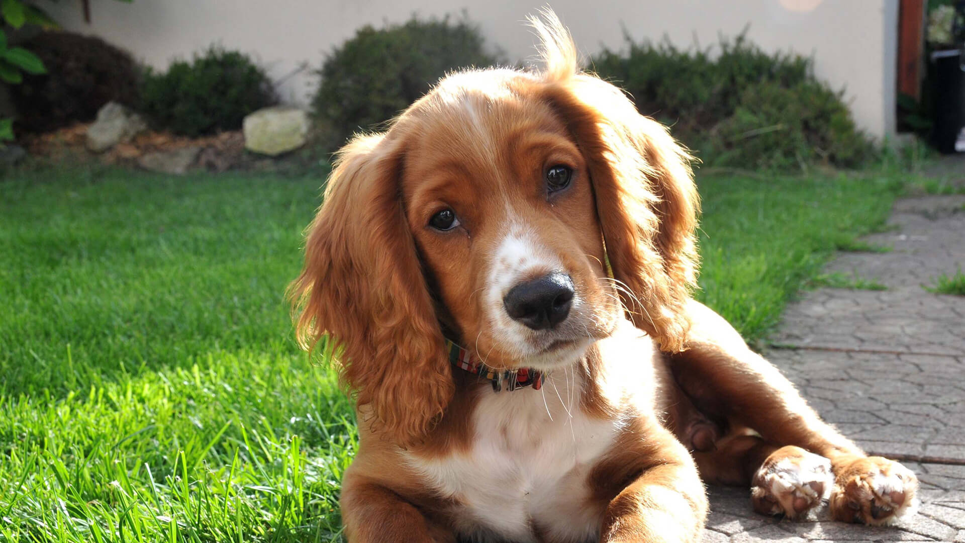 dogs predisposed to dcm