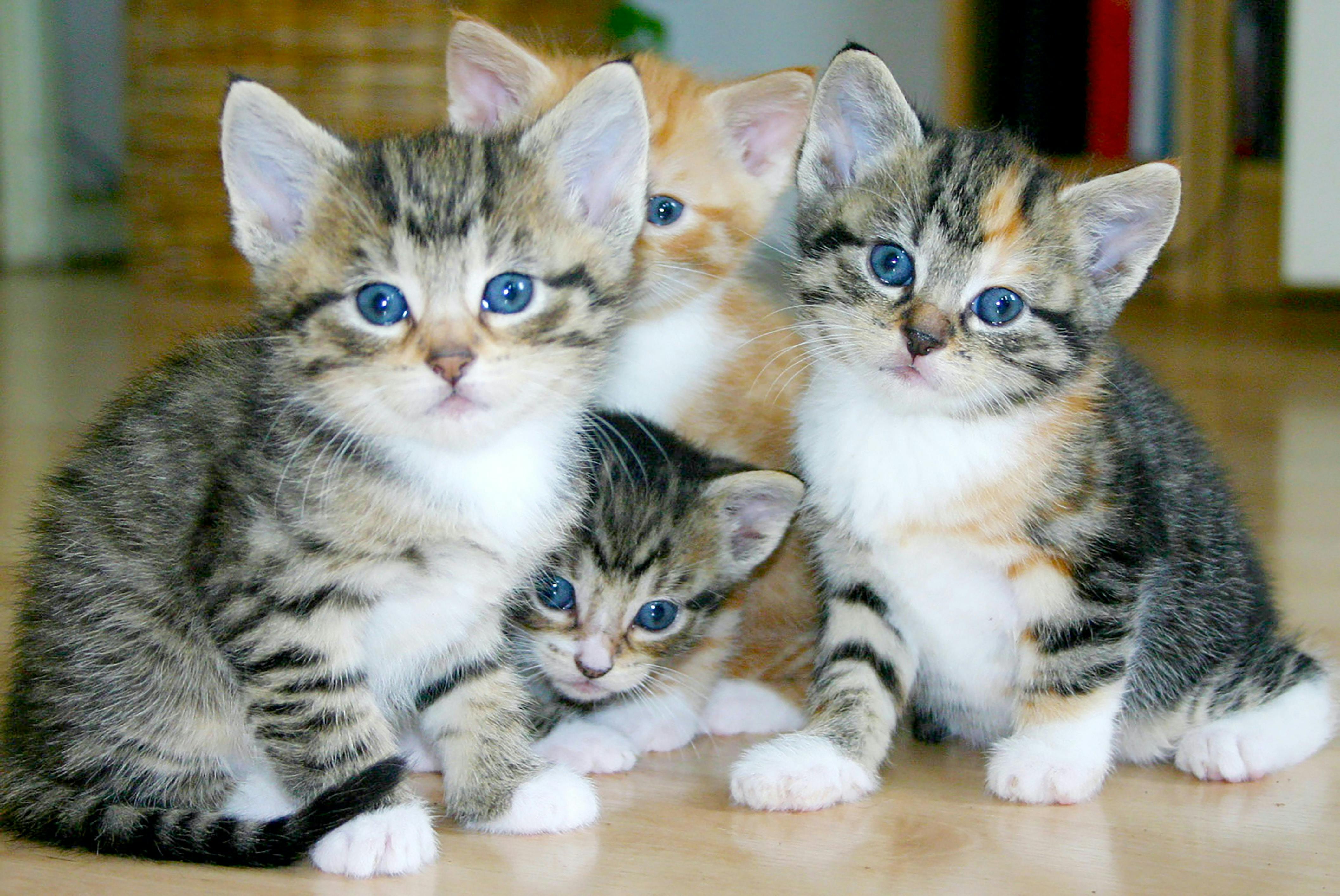 A group of four tabby kittens sitting on the floor.