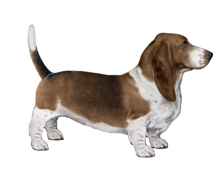 Basset Hound Animation