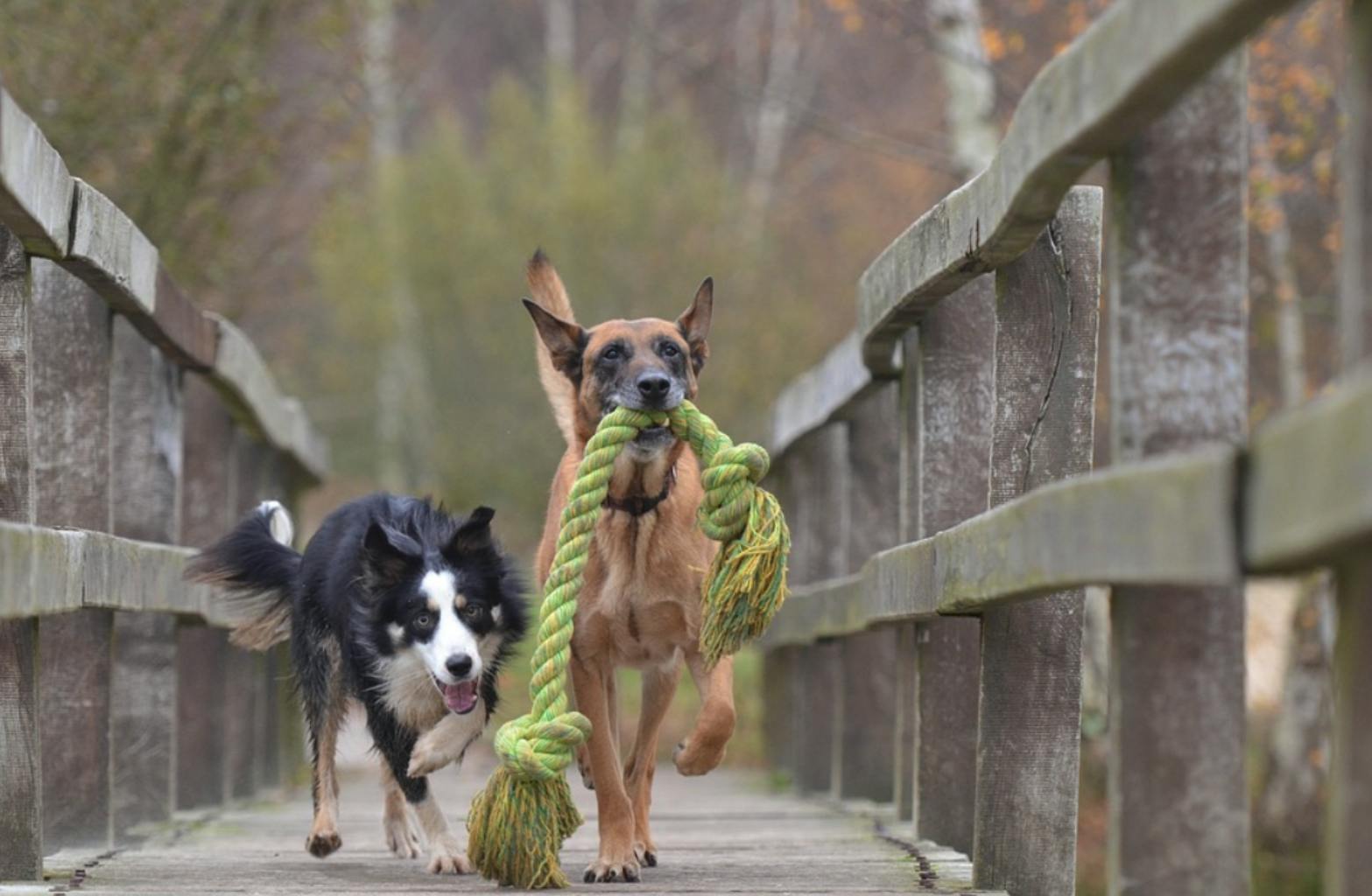 Border Collie playing on a wooden bridge with another dog.