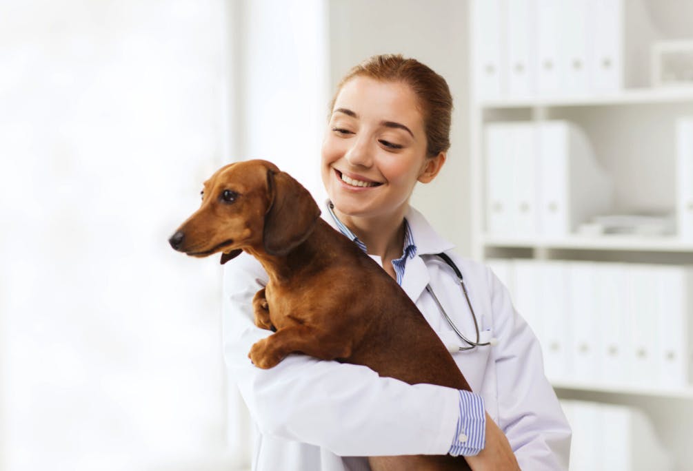Female veterinarian holding a Dachshund.