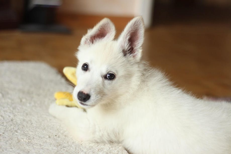 White dog with perked ears