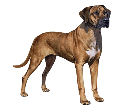 Rhodesian Ridgeback Animation