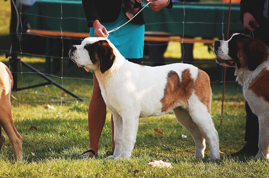 Dog waiting to be evaulated at a dog show