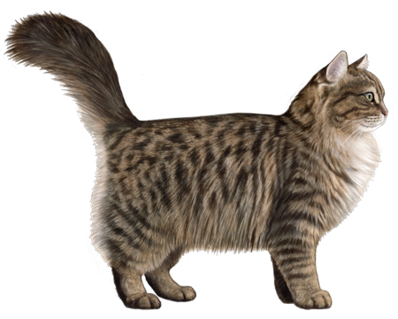  Siberian animation