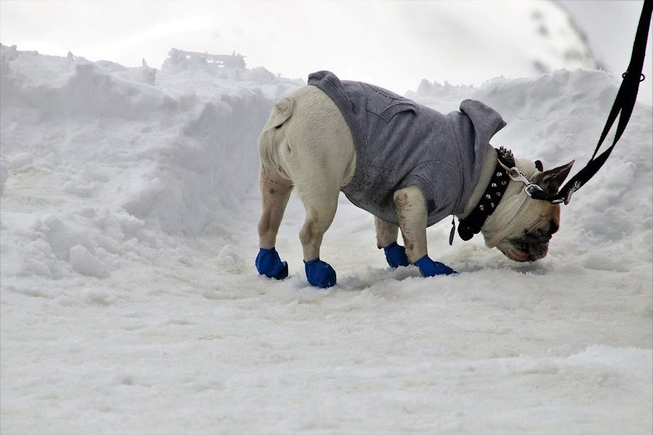 White dog taking a walk in the snow with their winter jacket and shoes