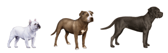 Breed Group - Guard