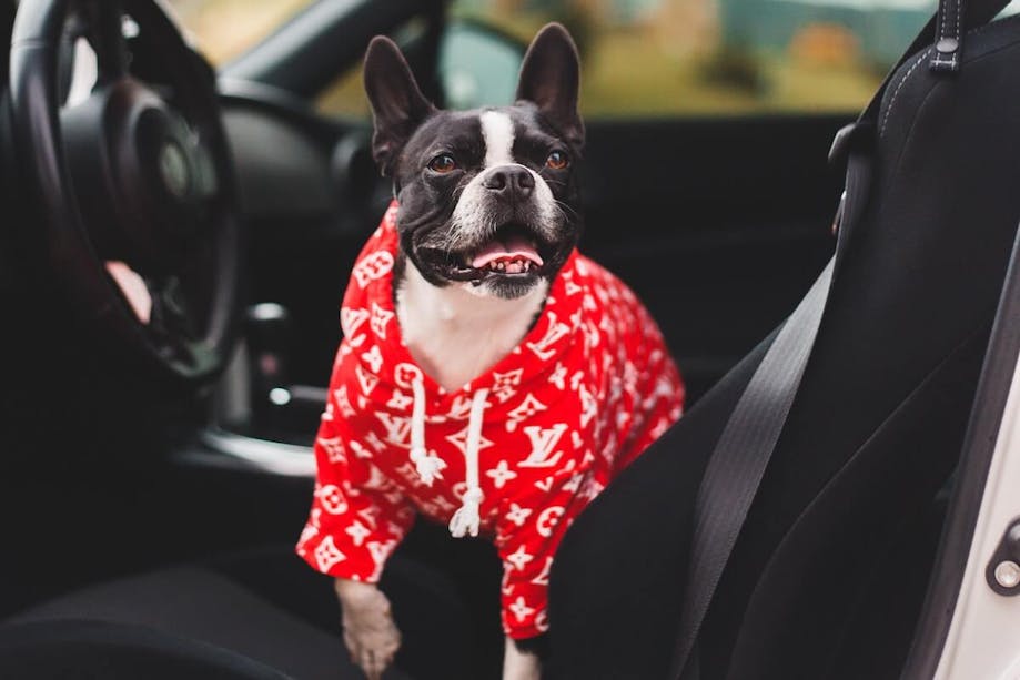 Dog in hoody getting ready for road trip