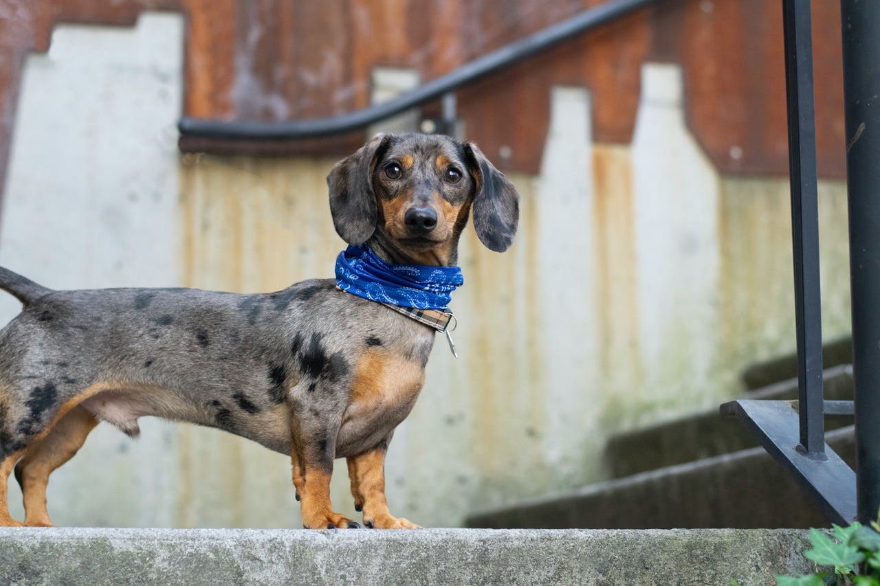 A Dachshund dog on the stairs looking at the camera