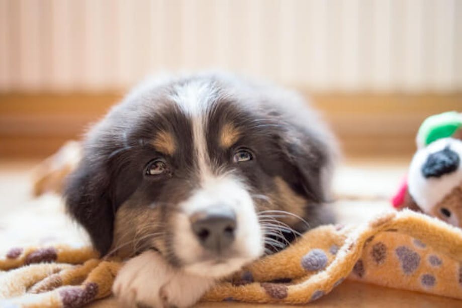 Puppy with a blanket