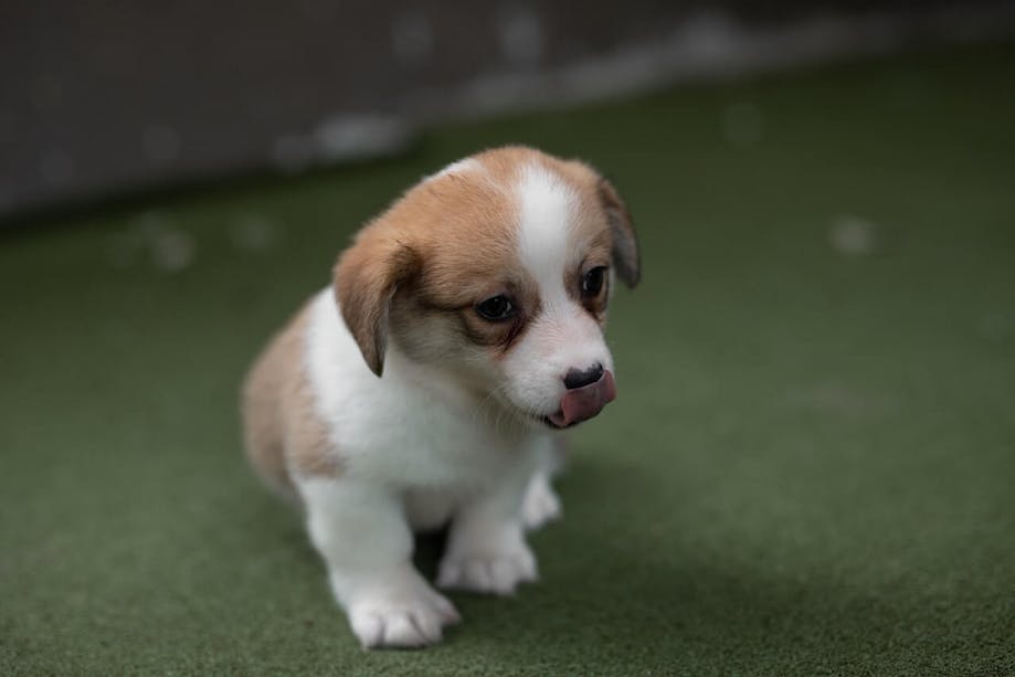 Young puppy sitting on grass-like surface