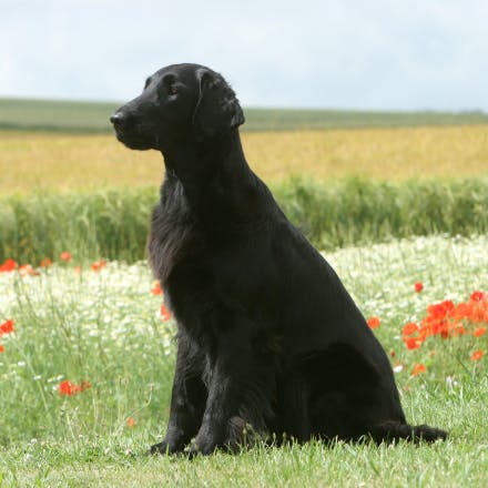 Black dog sitting in a field