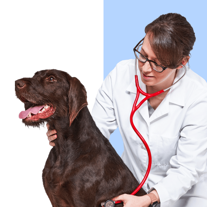 A veterinarian using a stethoscope on a brown dog