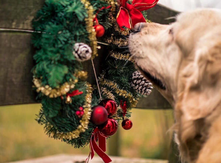 Dog snipping a Festive item