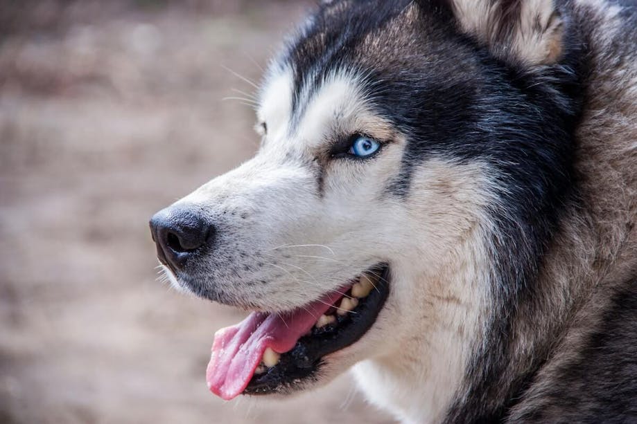 Siberian Husky with blue eyes