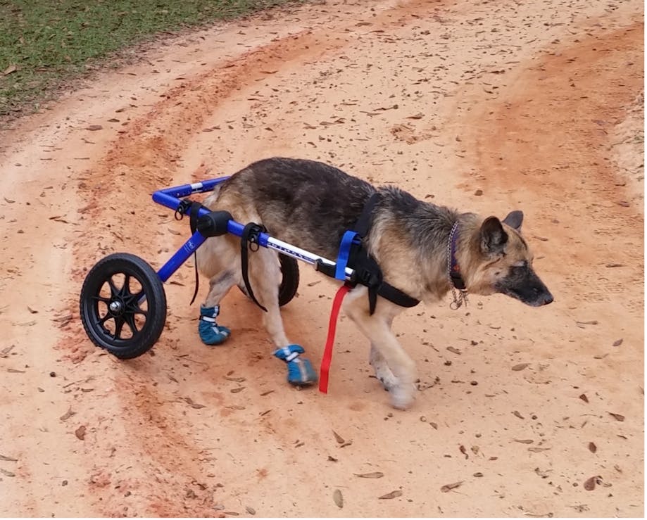 German Shepherd with degenerative myelopathy using a cart to move around outside